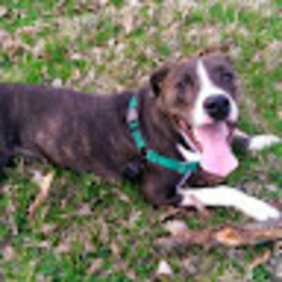 Meet your Posher, Brandon - Picture 1 of 1